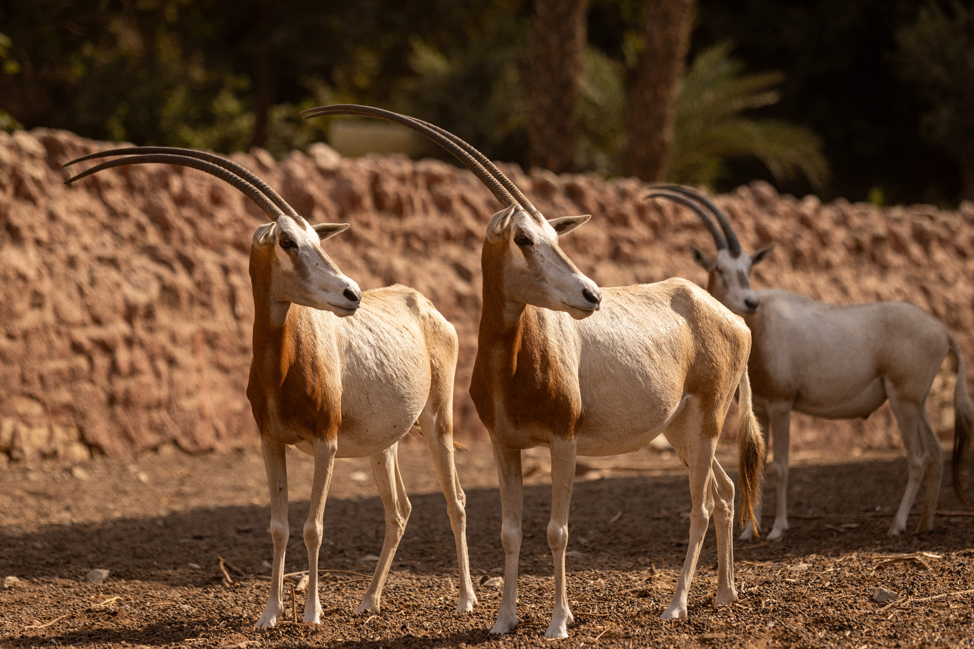 Oryx at the sanctuary